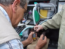 Merlyn AnimalECG Tasmanian Devil